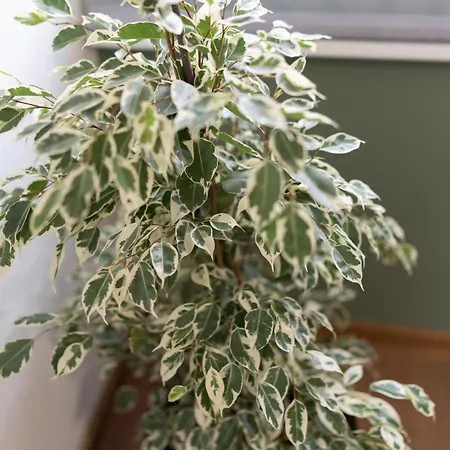 On Point * מוסטר